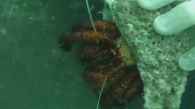 hermit crab stradbroke island смотреть онлайн