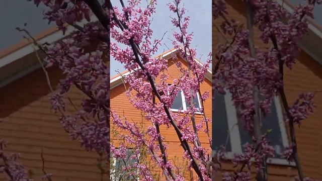 Цветение церциса (багряника) на Кубани смотреть онлайн