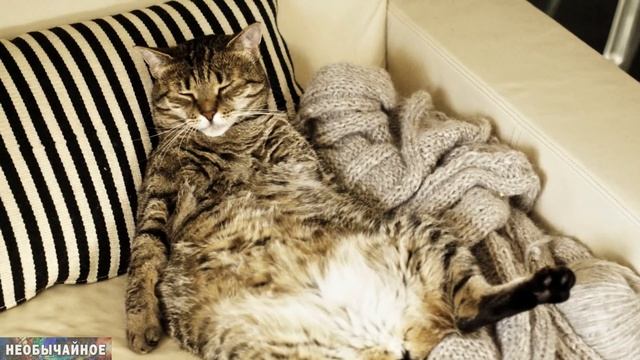 Ранняя К@стр@ция Кошек. Что об Этом Говорят Учёные ¤ НЕОБЫЧАЙНОЕ смотреть онлайн