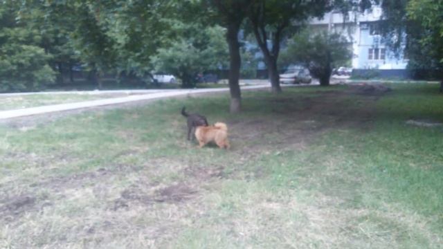 щенок Чау-Чау и взрослый Лабрадор играют смотреть онлайн