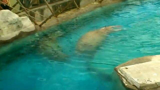 Моржи в зоопарке смотреть онлайн