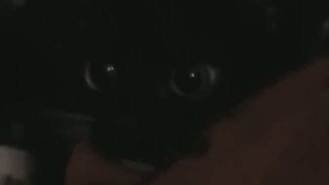 Котёнок.Ужас в глазах!!! Манюня.Horror!!! смотреть онлайн