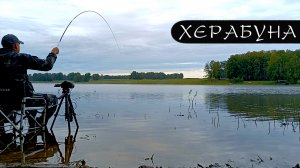 Корейский поводок. Чеснок. Анис. Карась.