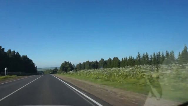 Борщевики вдоль дороги. Пермский край. Видео Нусратуллина Ф.Г. смотреть онлайн