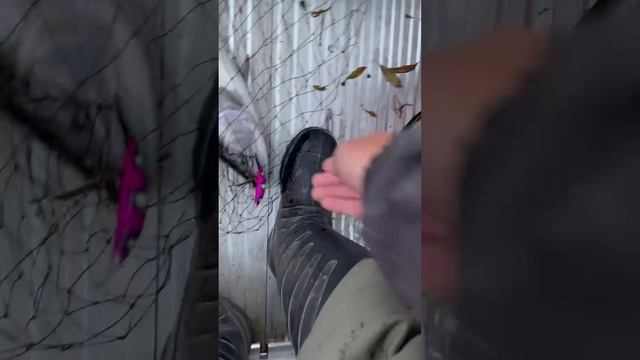 Ловля кижуча на воблер 70 мм (14 гр) от Mr. Musurok