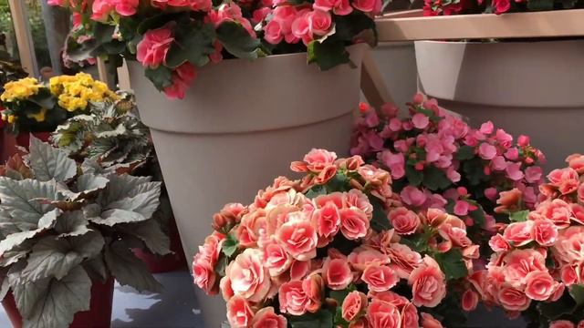 II Международный слёт рукодельниц. Амстердам 2018. Парк Кокенхоф смотреть онлайн