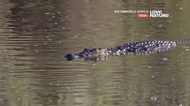 Дикая Африка, вода. Драгоценная влага смотреть онлайн