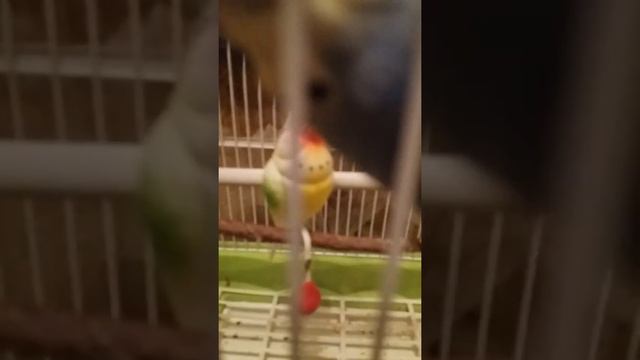 Как уговорить родителей купить попугая? смотреть онлайн