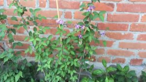 КЛЕМАТИСЫ В КОНТЕЙНЕРАХ  как правильно выращивать