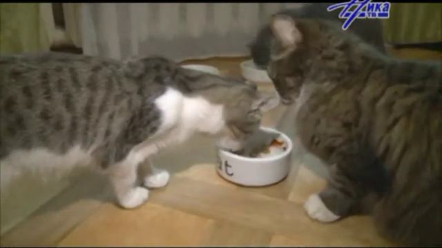 Легко - что такое передержка? смотреть онлайн