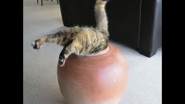 Кот в горшке смотреть онлайн