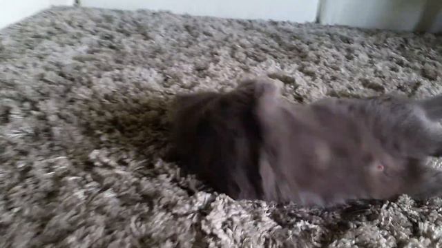 Cutest Scottish fold kittens playing Вислоухие котята играют PART 1 смотреть онлайн