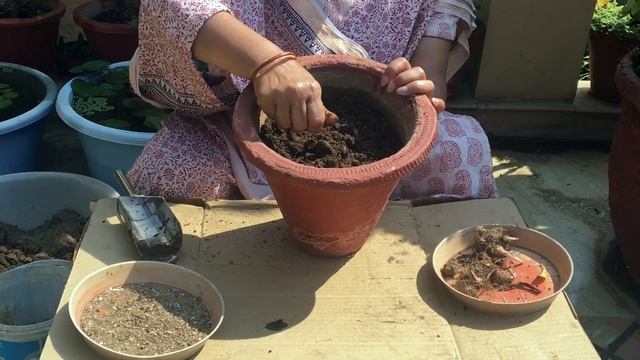 How to Grow Caladium Bulbs | How to Grow Caladium Plant / Elephant Ear Plant from Bulbs смотреть онлайн