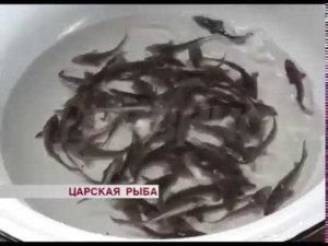 В Бурятии восстанавливают популяцию байкальского осетра