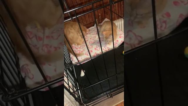 Солнечные Ромул и Рэма смотреть онлайн