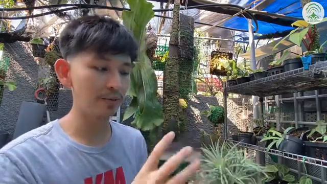Plant Maintenance - Checking for Pests - Tillandsia -Ep 41 смотреть онлайн