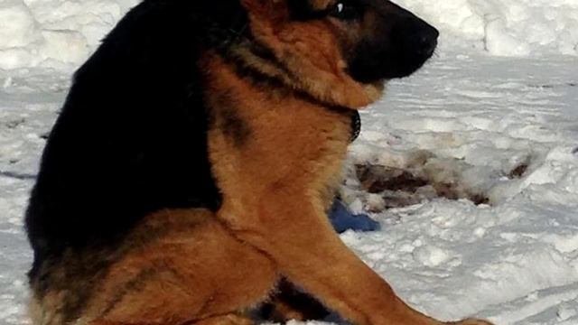 Этот пёс не похож на обычных собак, но все еще очаровывает каждого встречного, только посмотрите смотреть онлайн