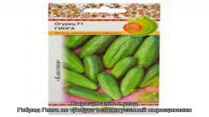 Гибридный огурец «Гинга f1» от немецких селекционеров
