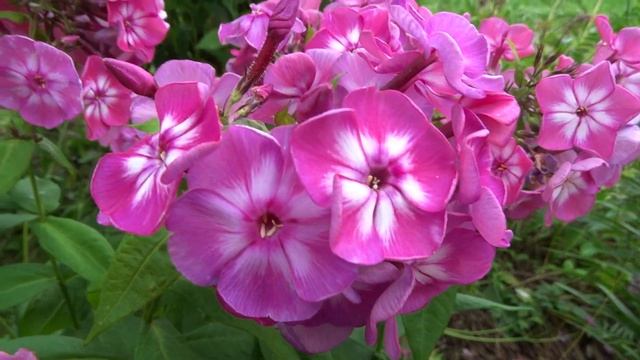 Флокс метельчатый КУПЧИХА – автор Ю.Б.Марковский, выведен в 2007 г смотреть онлайн