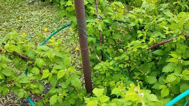 Подвязка ежевики смотреть онлайн