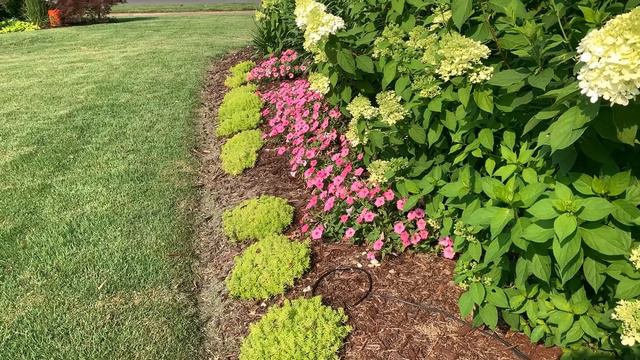 NEW SERIES: #4 What's Growing In The Garden/Elephant Ears, Hibiscus, Supertunia Vista & Hydrangea смотреть онлайн