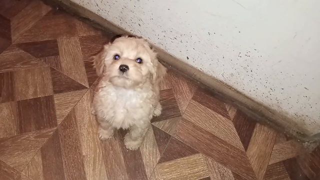 мальчик мальтипу смотреть онлайн