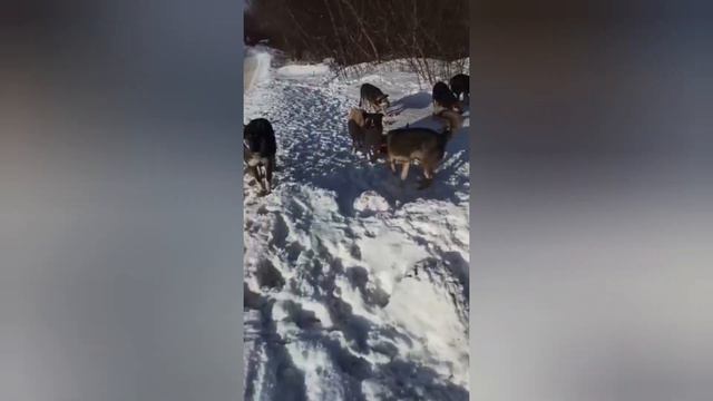 Дачи ПТО и Северная. Тут за что не схватись - не знаешь чем помочь...