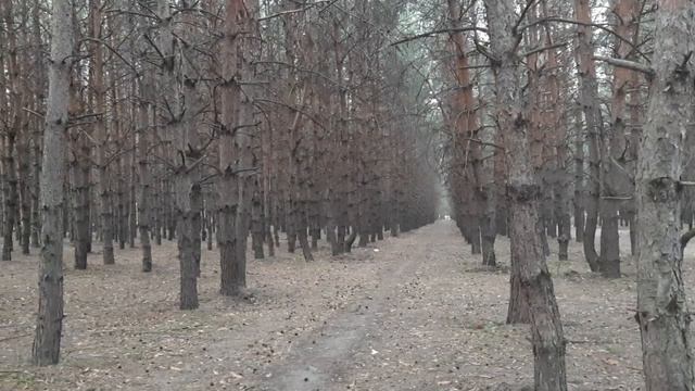 Денис Орловский ,Сестра в Золотом Платье ,Давидик !