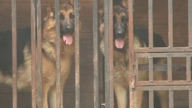 Полицейские будни кинологов из Голицыно смотреть онлайн