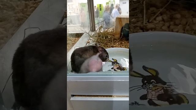 Любовные игры. Самка хомячиха заигрывает с самцом. #хомяки #зоомагазин #видеоролик смотреть онлайн