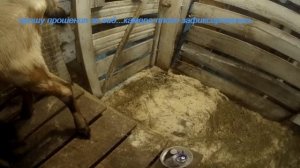 Шишка на вымени у козы! Что делать?