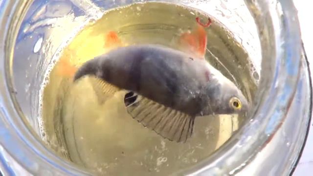 ЗИМНЯЯ РЫБАЛКА, Чичевичское водохранилище 2018 смотреть онлайн