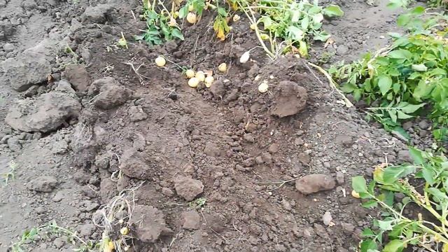 Копаю молоду картоплю мотоблоком.I dig young potatoes with a walk-behind tractor. смотреть онлайн