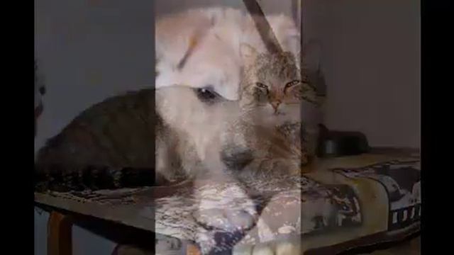 Помоги животным .Будьте людьми. смотреть онлайн