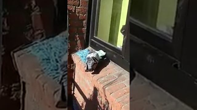 голубь дерется с кошкой