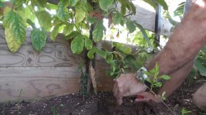 Пересадка саженца абрикоса.