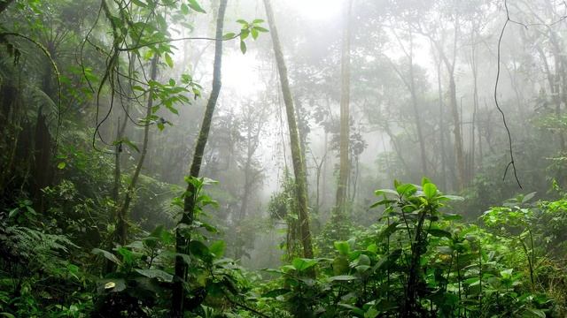 Расслабляющий фортепиано с дождем звуки: исследование музыка, музыка для медитации, музыка для сна смотреть онлайн