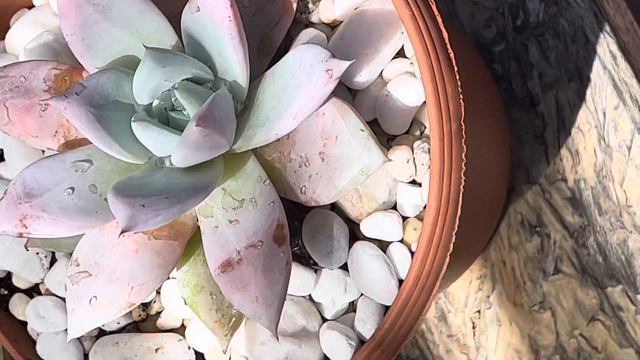 Pearly and pink leaves! Echeveria colorata "Mexican Giant" смотреть онлайн