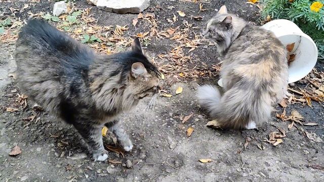 Видео кто любит смотреть про кошек) моя Дымка ругается жесть !)))🙀 смотреть онлайн