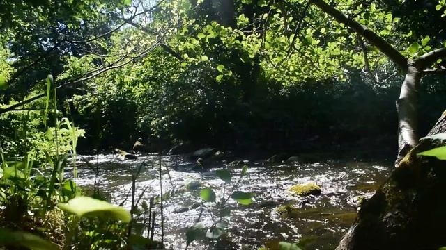 River - Water Of Leith, Edinburgh