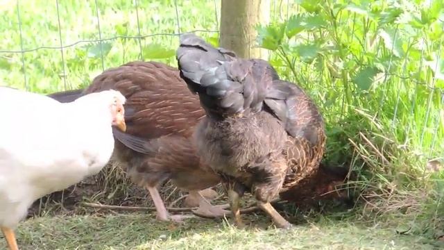 Junghühner Altsteirer u Grünleger смотреть онлайн