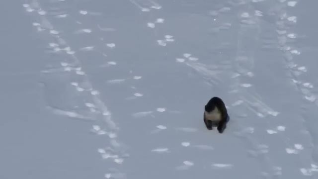 Смешная выдра катается зимой с горки смотреть онлайн