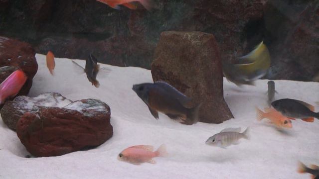 Оргия смотреть онлайн