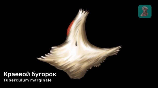 Скуловая кость смотреть онлайн