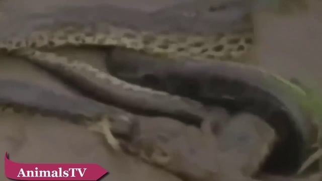 Anaconda vs Crocodile - Python vs Alligator compilation - Python vs crocodile - Snake смотреть онлайн