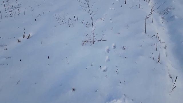 Купили 60 соток земли. Весной планируем высаживать медоносы. Липы, акации и другие деревья. смотреть онлайн
