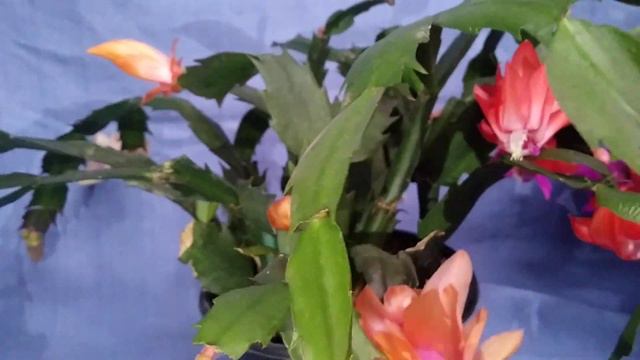 Florada 2021, segunda parte смотреть онлайн