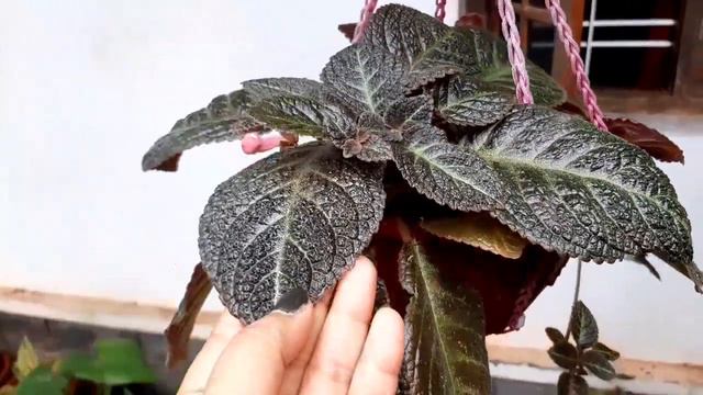 Episcia ഒരില മതി ഒരുപാട് വെറൈറ്റി ഉണ്ടാക്കാം /healthroutes смотреть онлайн