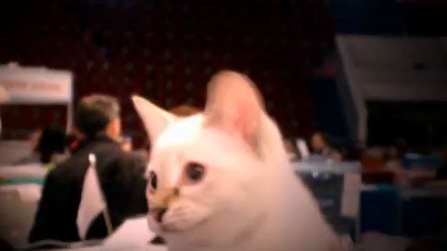 Тайский котёнок.... Sad song смотреть онлайн