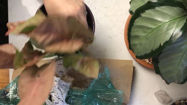 Neon Robusta Syngonium: Unboxing and Potting смотреть онлайн